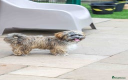 Mixed Breed dogs for adoption: Gilbert the hypoallergenic dog - Image 12