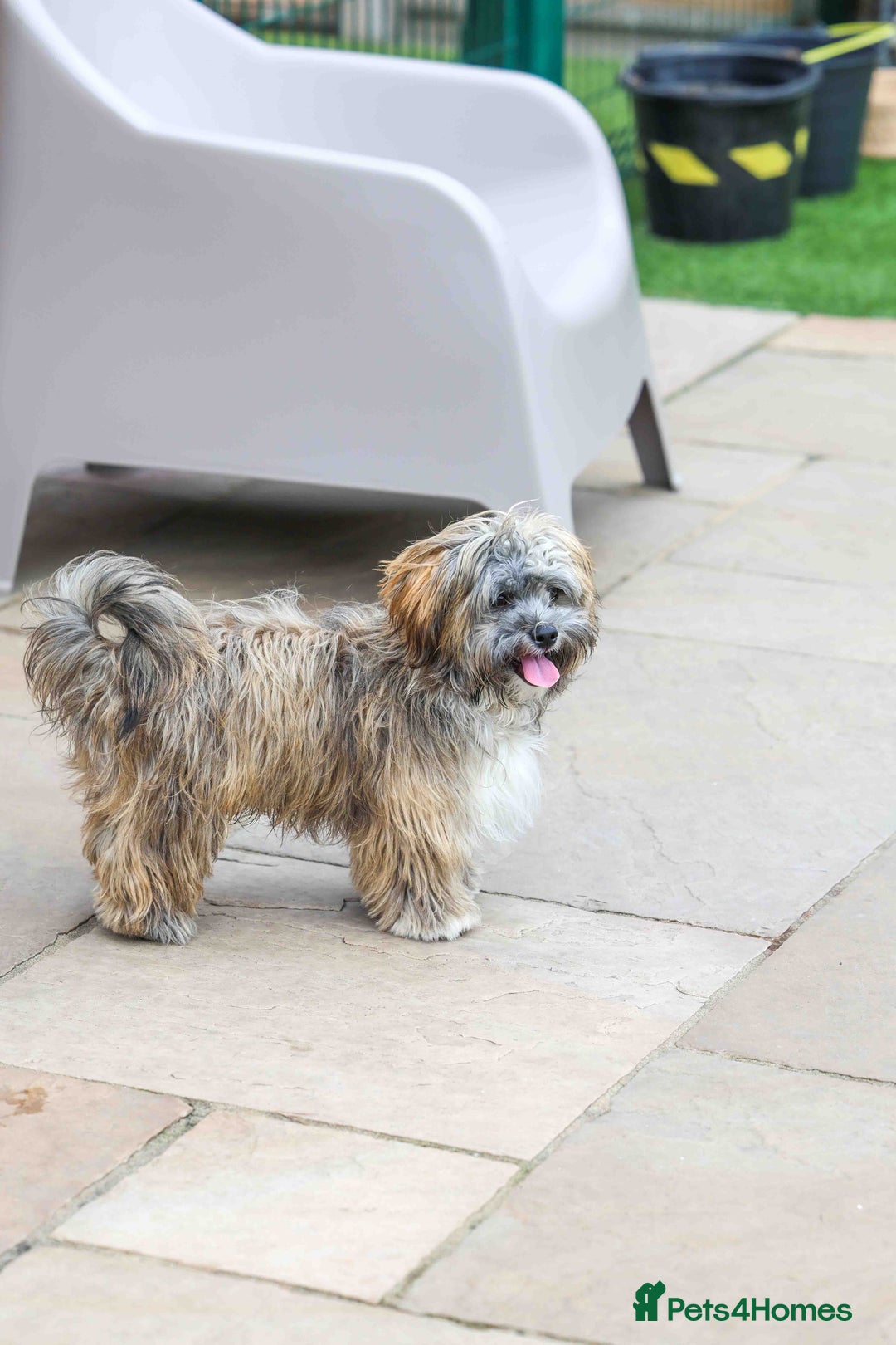 Mixed Breed dogs for adoption: Gilbert the hypoallergenic dog - Image 12
