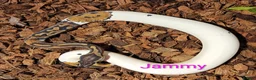 Python Snake reptiles for sale: Ball pythons (8mth). Pied/Firefly/Gene X/Mojave) - Advert 13