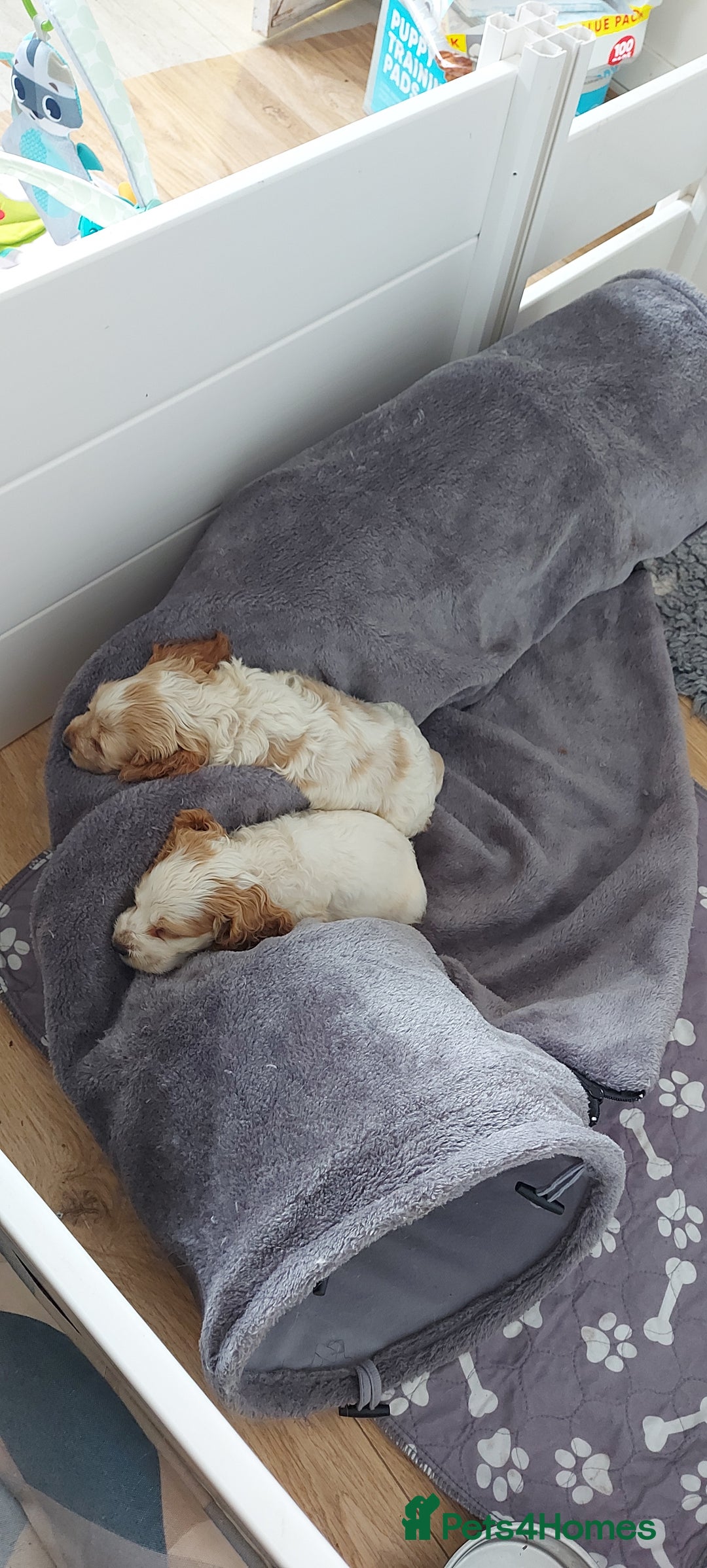 Cocker Spaniel dogs for sale: 2 FEMALE KC REG SHOW TYPE COCKER SPANIEL - Image 2