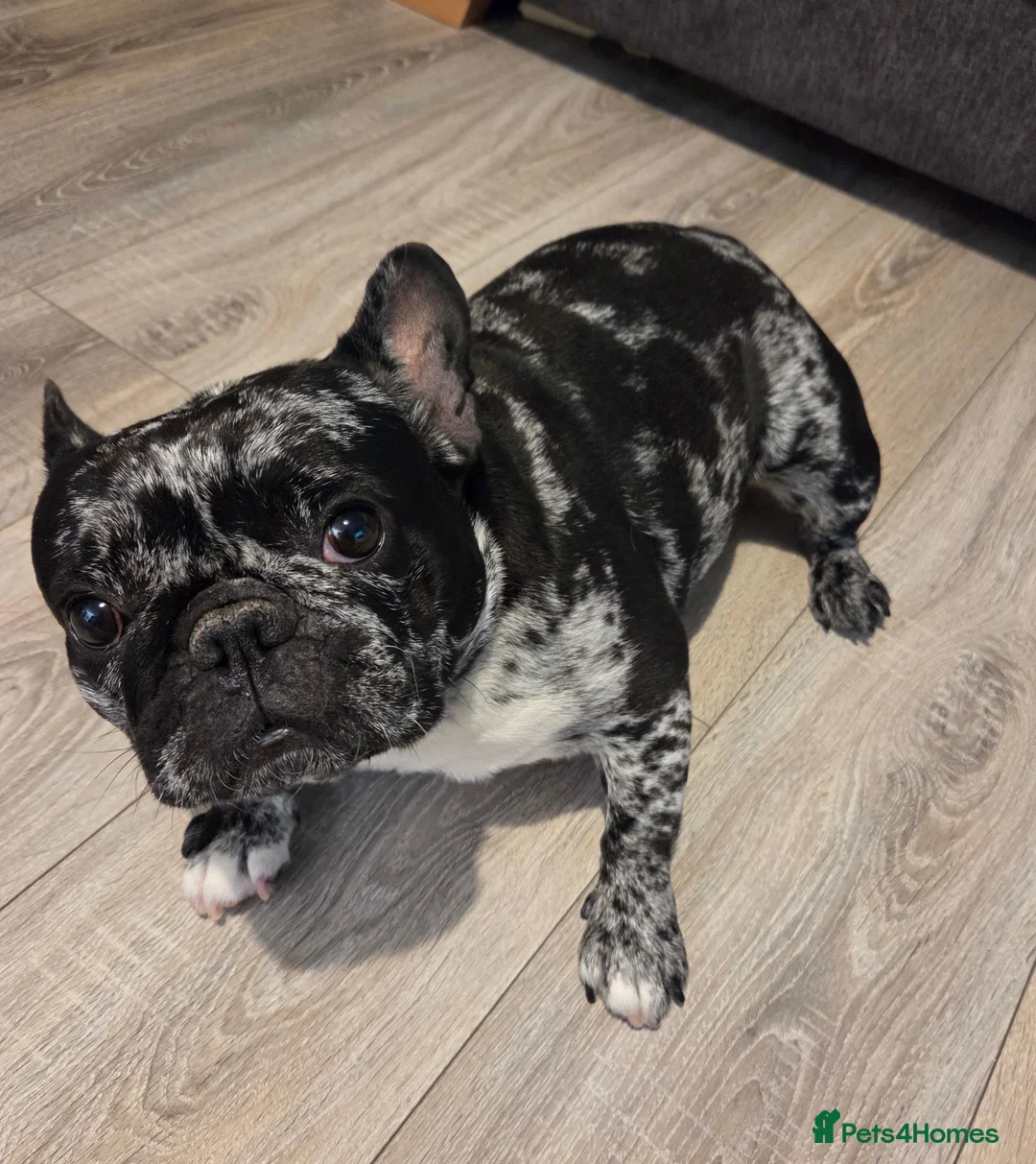 French Bulldog dogs for sale: Beautiful Merle French Bulldog - Advert 2