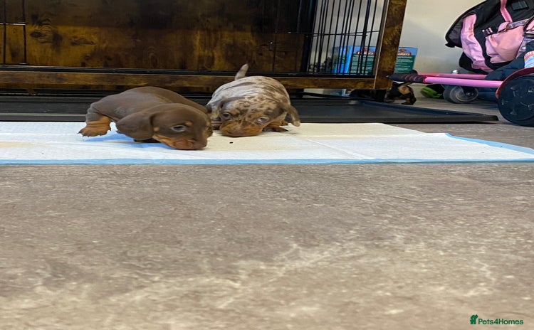 Miniature Dachshund dogs - Advert 3
