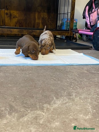 Miniature Dachshund dogs - Advert 3
