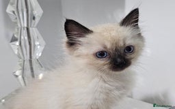 Ragdoll cats for sale: Stunning ragdoll kittens  - Image 6