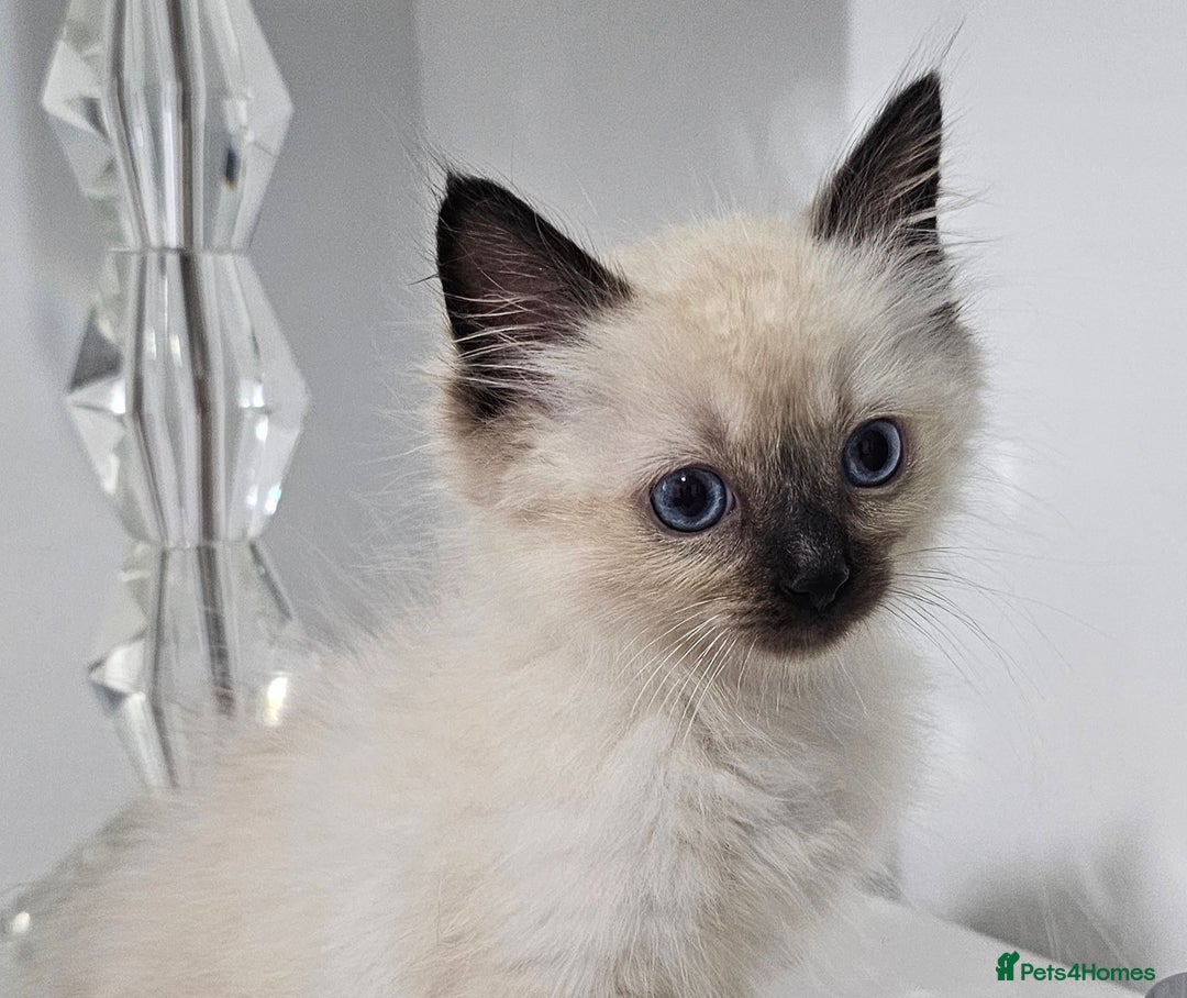 Ragdoll cats for sale: Stunning ragdoll kittens  - Image 6