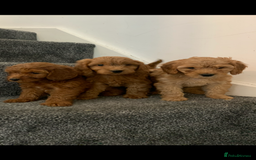 Cavapoo dogs for sale: Small Cavapoo puppies (toy poodle) - Image 8