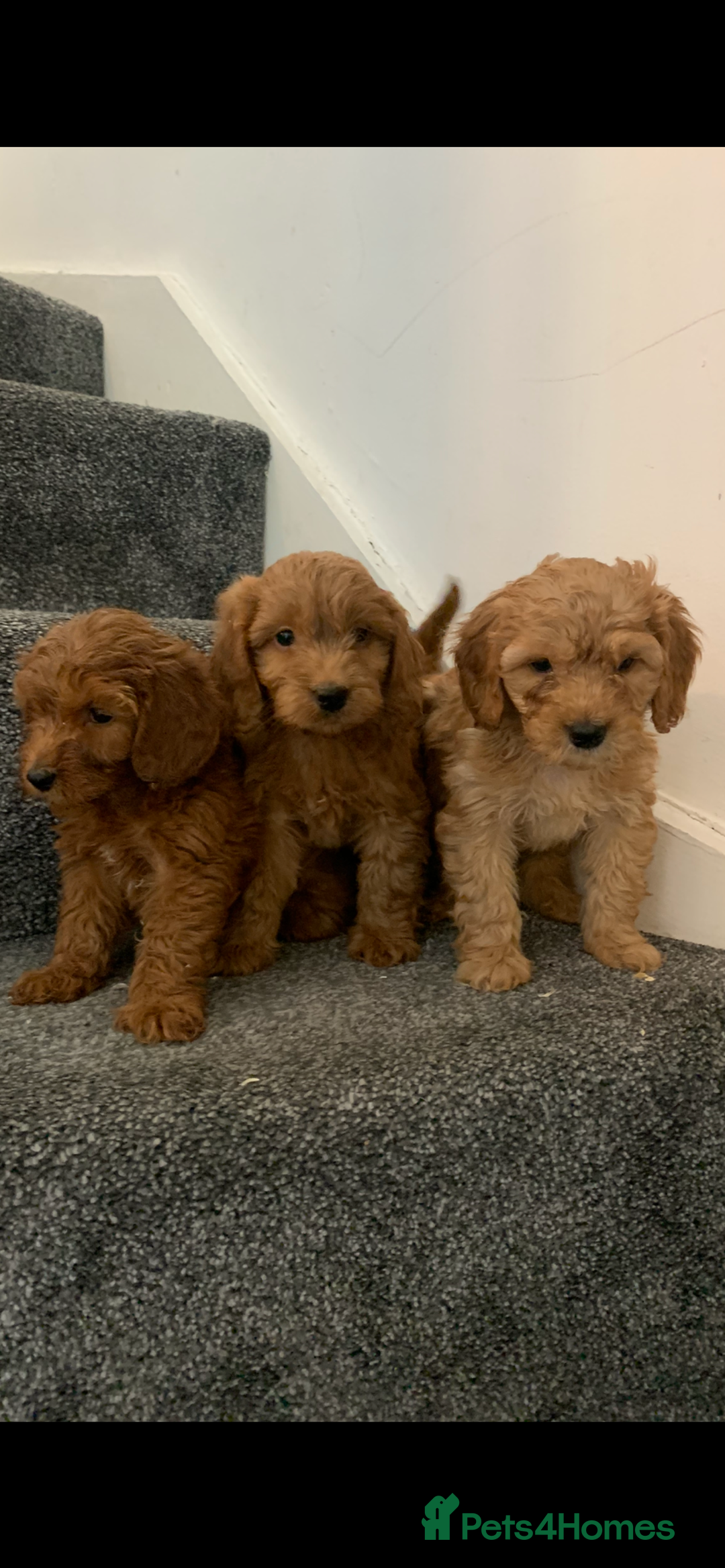 Cavapoo dogs for sale: Small Cavapoo puppies (toy poodle) - Image 8