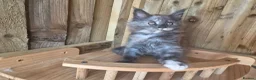 Maine Coon cats for sale: Pure Bred Maine Coon Kittens - Advert 25