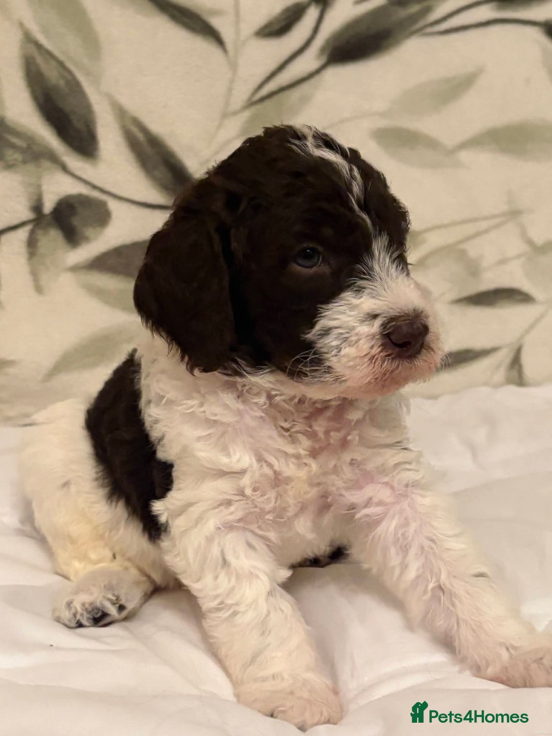 Labradoodle dogs for sale: Lovable F3B Parti Labeadoodle Puppies  - Advert 14