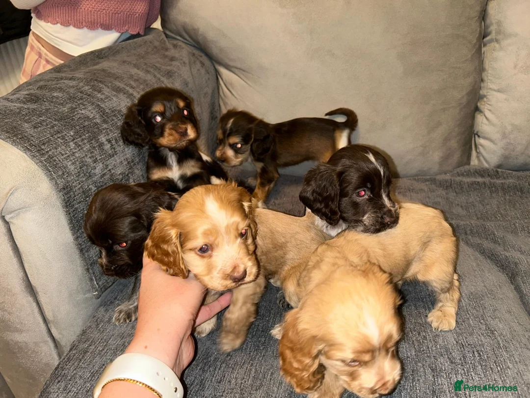Mixed Breed dogs for sale: Cocker spaniel - Advert 1