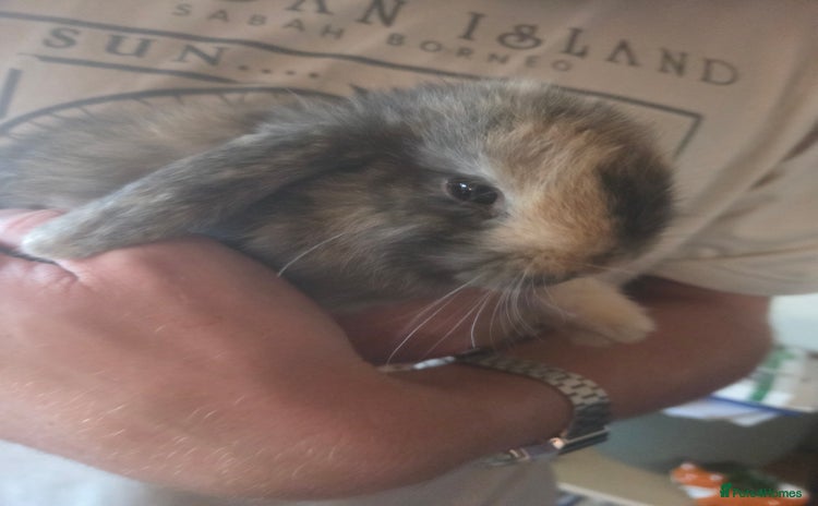 Mini Lop rabbits - Advert 10
