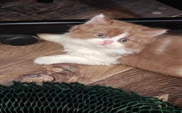 British Longhair cats for sale: Cinnamon bi colour longhair  - Image 5