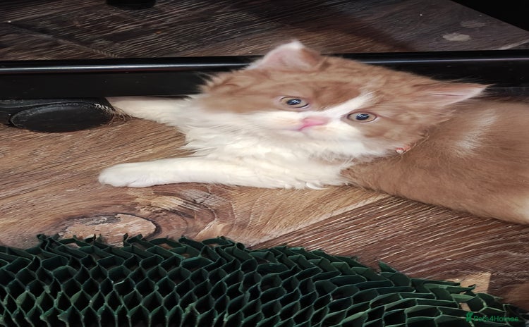 British Longhair cats - Advert 1