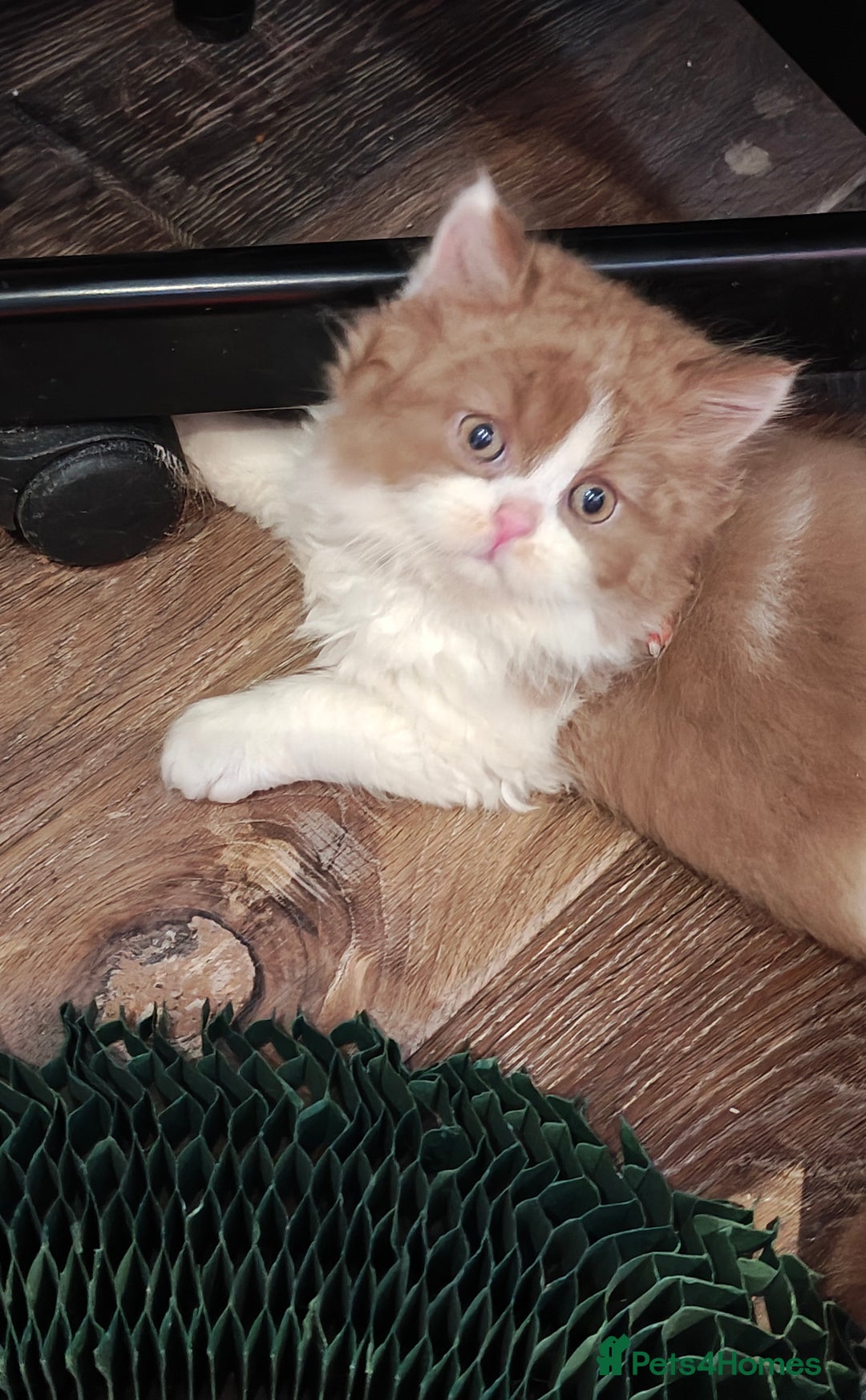 British Longhair cats for sale: Cinnamon bi colour longhair  - Image 5