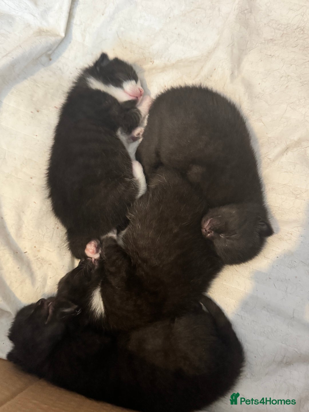 Mixed Breed cats for sale: Stunning, cuddly mixed breed kittens  - Image 2