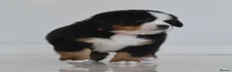 Bernese Mountain Dog dogs for sale: KC REGISTERED BERNEESE PUPPIES  - Advert 27