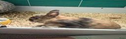 Mixed Breed rabbits for sale: 1 year old rabbit  in Hatfield - Advert 5