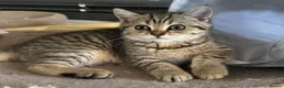 Scottish Fold cats for sale: Scottish Fold class & chinchilla Kittens Available - Advert 27