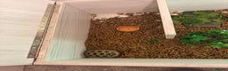 Tortoise reptiles for sale: Horsefeild Tortoise (2 and a half years old) - Advert 6