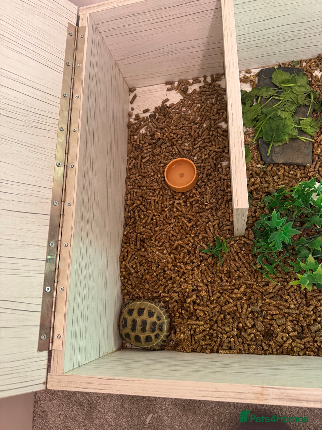 Tortoise reptiles for sale: Horsefeild Tortoise (2 and a half years old) - Advert 6
