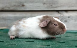 Guinea Pig rodents for sale: Swiss, Dalmation, Self, Baby Boars. - Image 2