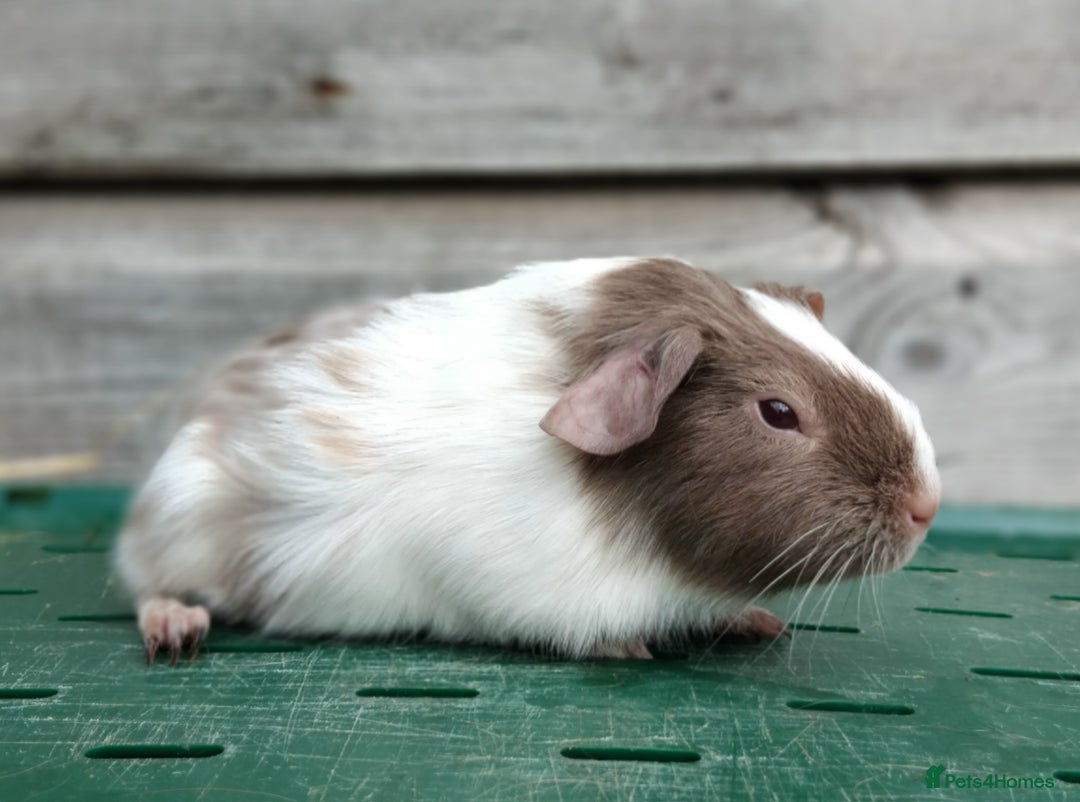 Guinea Pig rodents for sale: Swiss, Dalmation, Self, Baby Boars. - Image 2