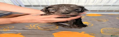 Cockapoo 5