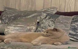 British Shorthair cats for sale: Pedigree British shorthair male - Image 8