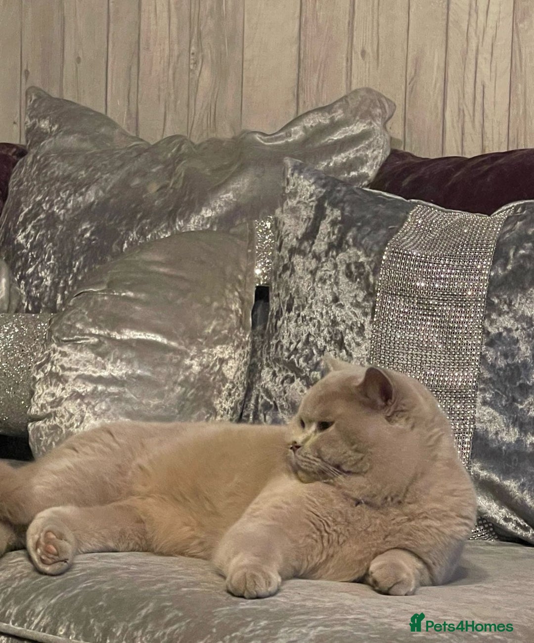 British Shorthair cats for sale: Pedigree British shorthair male - Image 8
