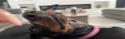 Dachshund dogs for adoption: LAINEY!  - Advert 5