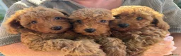 Poochon dogs for sale: Beautiful Red Poochon Girls ❤️ in Sevenoaks - Advert 1
