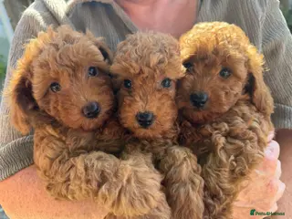 Poochon dogs Beautiful Red Poochon Girls ❤️ - Advert 4