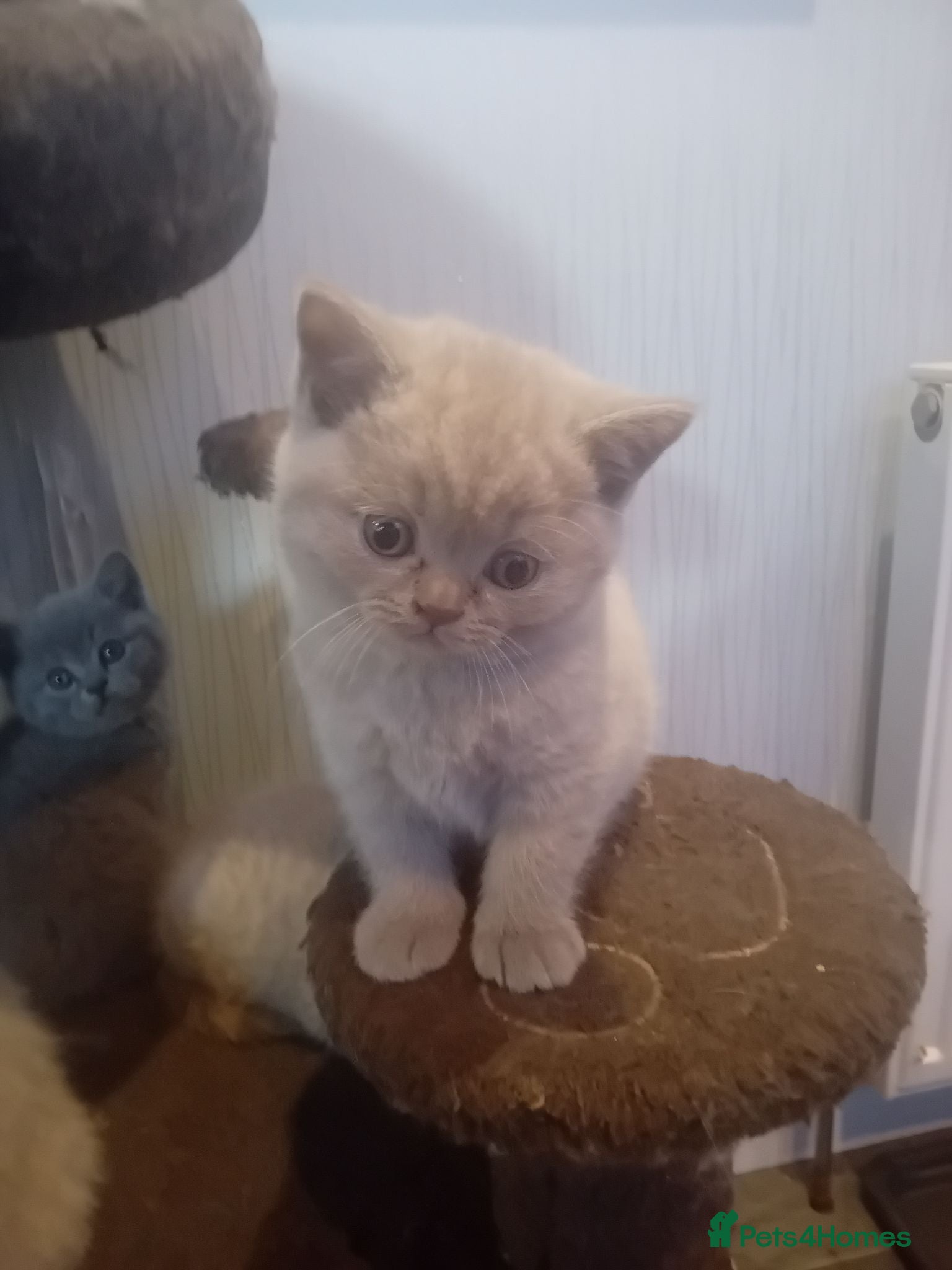 British Shorthair cats lilac british shorthair kittens - Advert 1