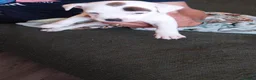 Staffordshire Bull Terrier dogs for sale: 🐾 Adorable Amstaff Puppies –  ❤️ - Advert 5
