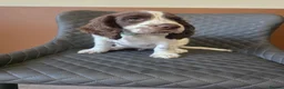 Sprocker dogs for sale: Beautiful Sprocker pups ready now. - Advert 15
