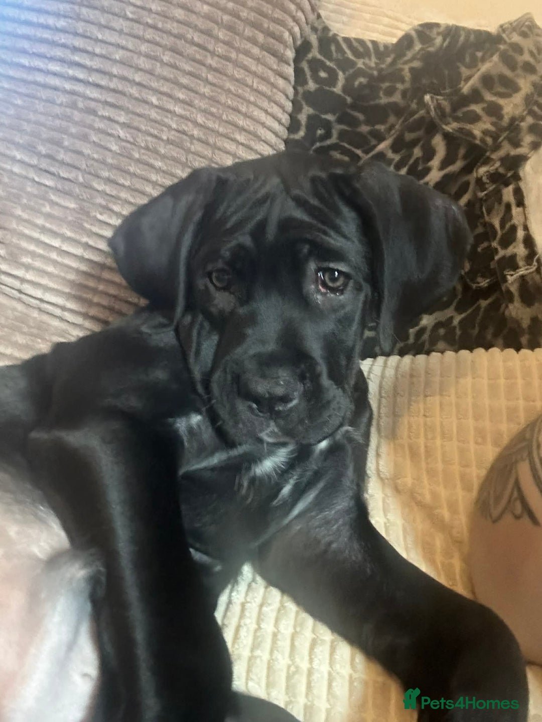 Cane Corso dogs for sale: Beautiful cane corso pup  - Advert 3