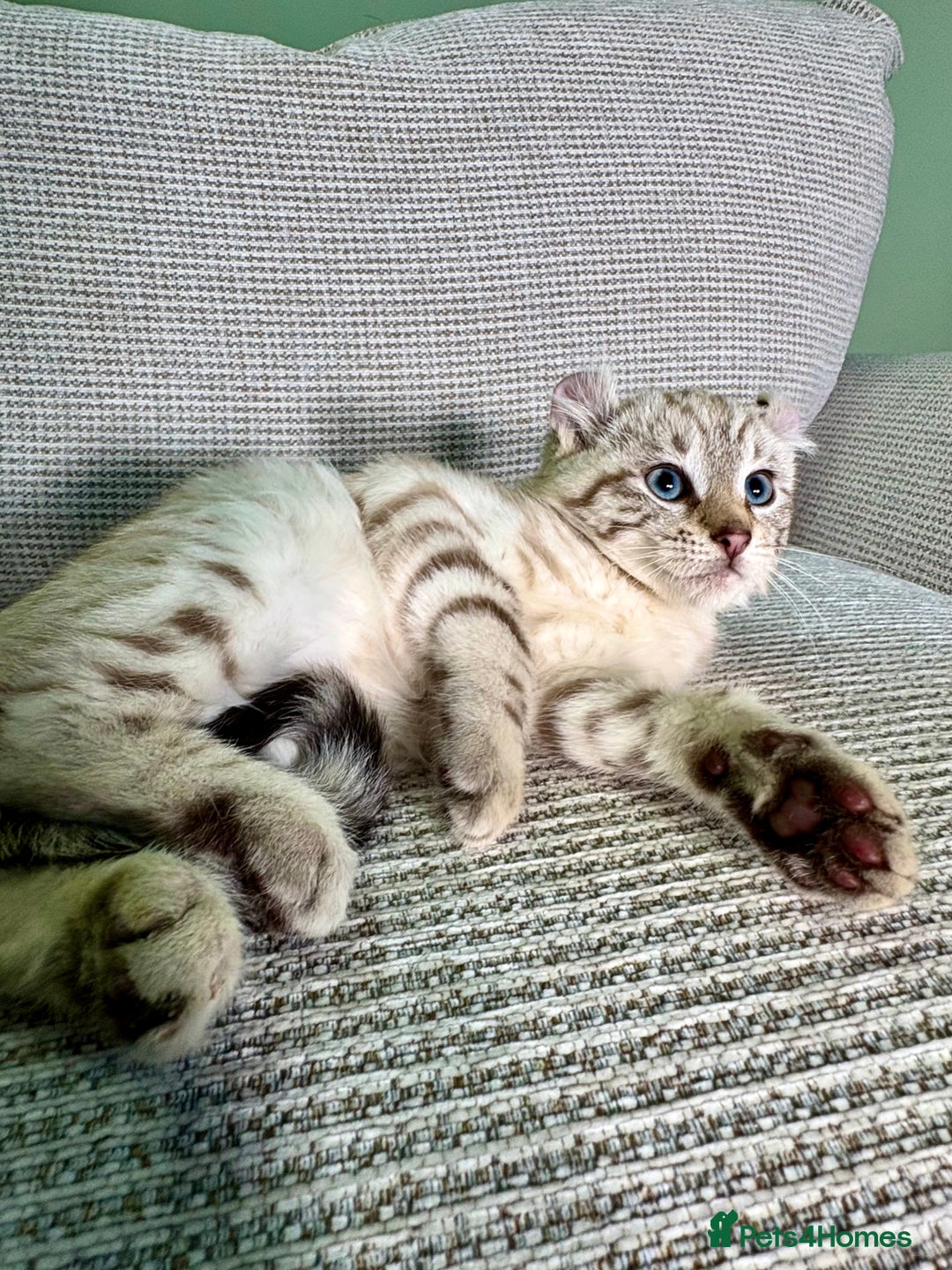 Savannah cats for sale: Superb wild looking snow leopard male  - Advert 13