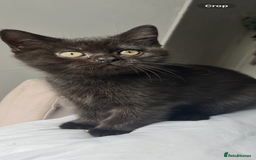 British Shorthair cats for sale: Full gccf British short hair kittens  - Image 5
