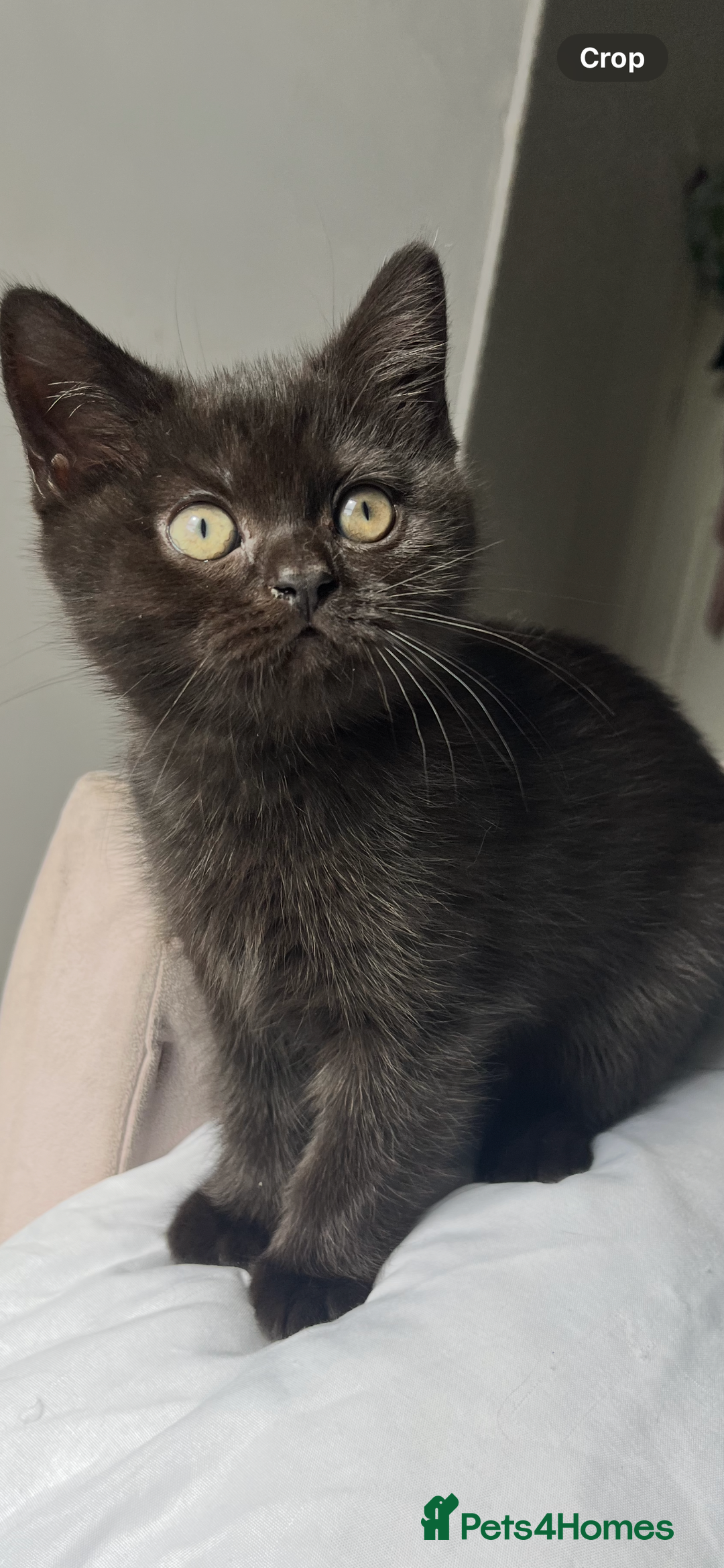 British Shorthair cats for sale: Full gccf British short hair kittens  - Image 5
