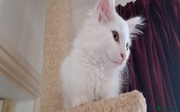 Norwegian Forest Cat cats for sale: Full Norwegian forest cat kittens - Image 5