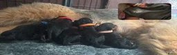 Airedale Terrier dogs for sale: Airedale terrier puppies - Advert 5