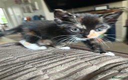 Mixed Breed cats for sale: 3 beautiful playful kittens  - Image 14