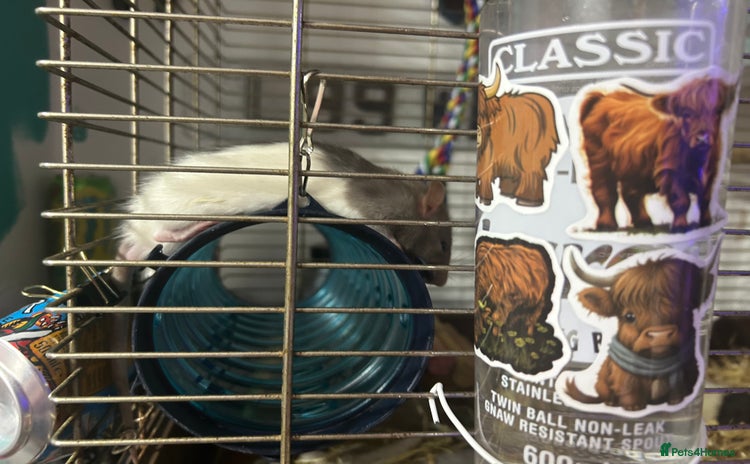 Rat rodents - Advert 1