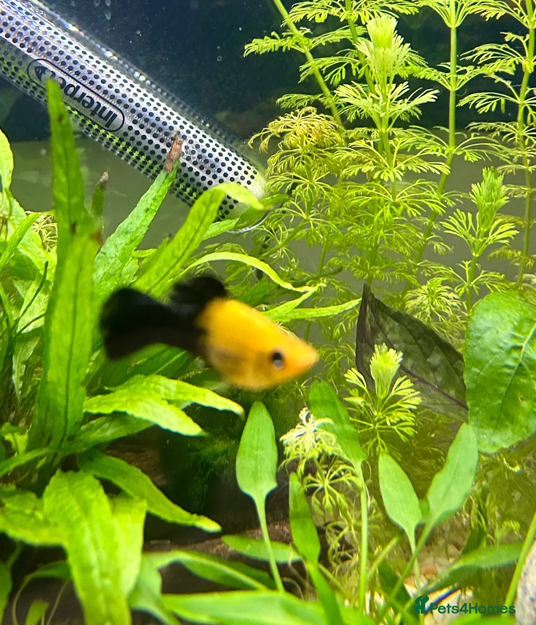 Mollies fish for sale: Male Mollys  in Newbury - Advert 1