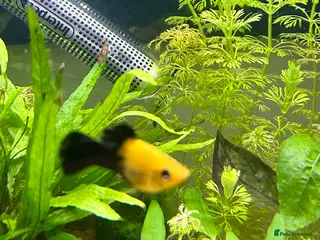 Mollies fish Male Mollys - Advert 1