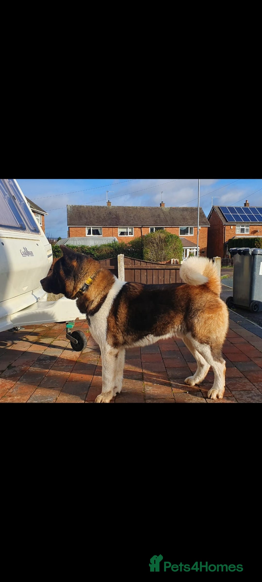 Akita dogs for stud: STUD American akita kc registered  - Advert 5