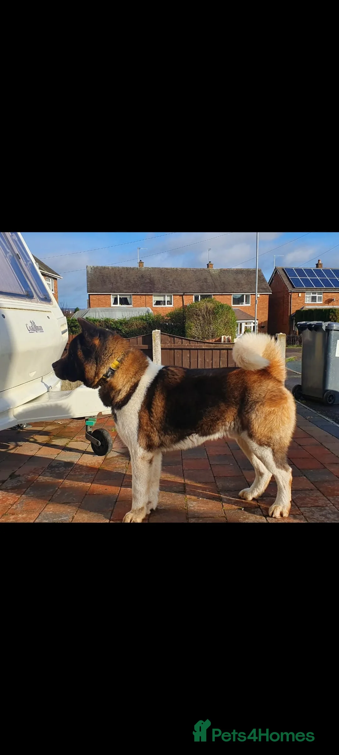 Akita dogs for stud: STUD American akita kc registered  - Advert 5