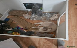 Mixed Breed cats for sale: Beautiful fluffy kittens  - Image 2