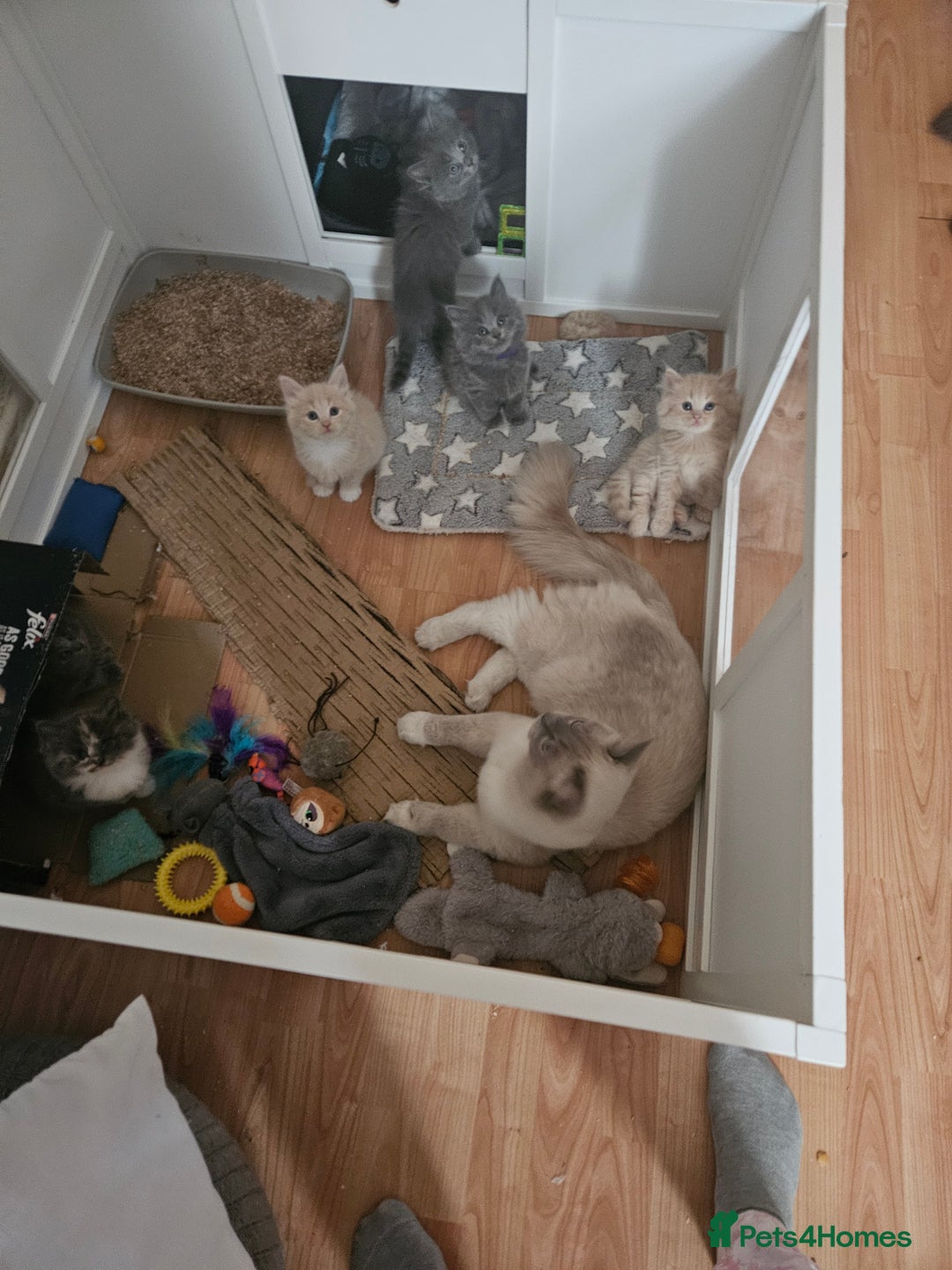 Mixed Breed cats for sale: Beautiful fluffy kittens  - Image 2