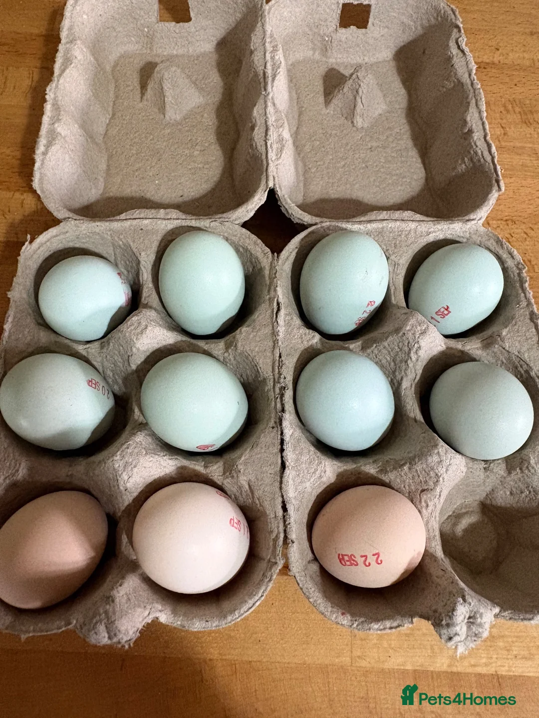 Chickens poultry for sale: Hatching eggs - Advert 1